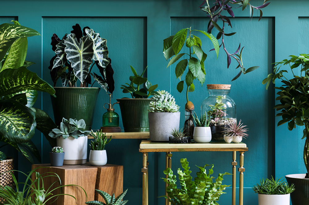 plantes